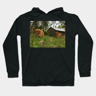 Scottish Highland Cattle Calves 1509 Hoodie